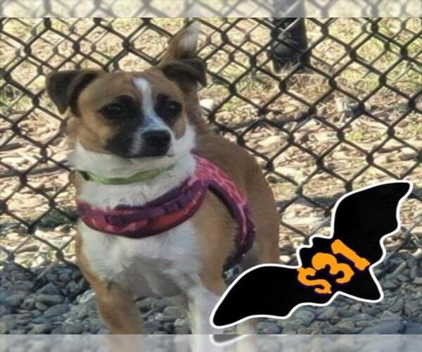 Medium Photo #2 Chihuahua-Unknown Mix Puppy For Sale in Santa Cruz, CA, USA