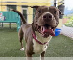 Small #1 American Staffordshire Terrier Mix
