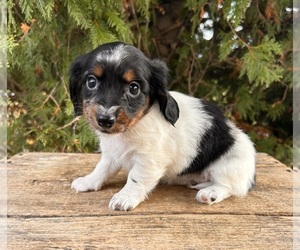 Dachshund Puppy for sale in MIDDLEBURY, IN, USA