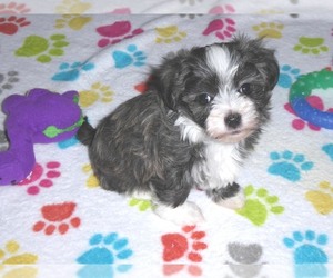 Maltipoo Puppy for sale in ORO VALLEY, AZ, USA