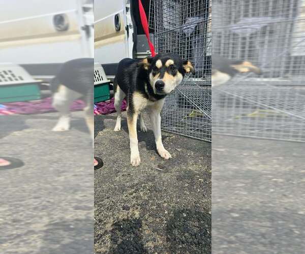 Medium Photo #1 Mutt Puppy For Sale in Calgary, Alberta, Canada