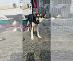 Small Mutt
