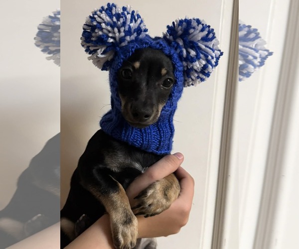 Medium Photo #3 Chipin Puppy For Sale in phoenix, AZ, USA