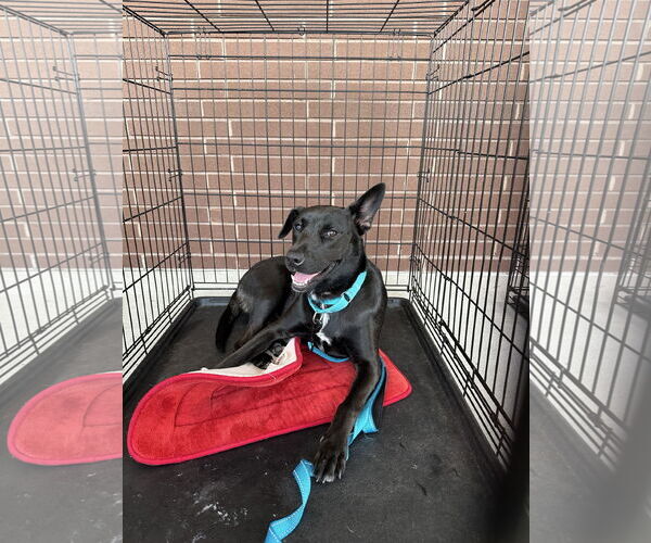 Medium Photo #3 Huskies -Labrador Retriever Mix Puppy For Sale in The Woodlands, TX, USA