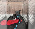 Small #2 Huskies -Labrador Retriever Mix