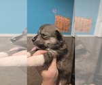 Small #1 Siberian Husky