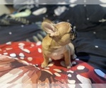 Small #5 Faux Frenchbo Bulldog
