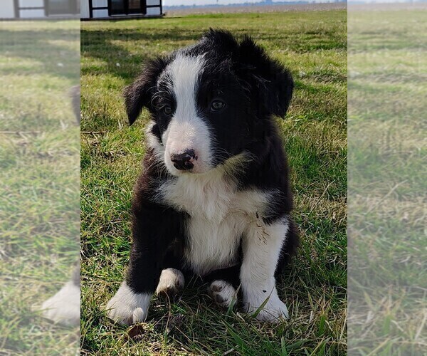 Medium Photo #14 Border Collie Puppy For Sale in NORBORNE, MO, USA