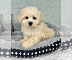 Small #3 Maltipoo