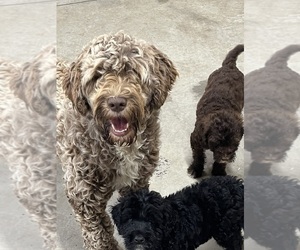 Mother of the Portuguese Water Dog puppies born on 05/04/2025