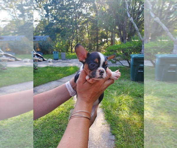 Medium Photo #3 French Bulldog Puppy For Sale in JACKSONVILLE, FL, USA