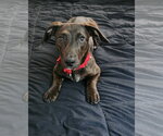 Small #1 Dachshund Mix