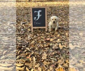 Labrador Retriever Puppy for sale in MAYSVILLE, GA, USA