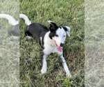 Small #10 Border Collie