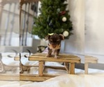 Small Photo #3 Yorkshire Terrier Puppy For Sale in PARIS, TX, USA