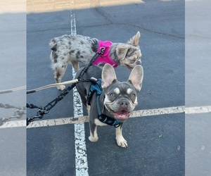 American Bulldog Puppy for sale in SONORA, CA, USA