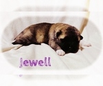 Small Photo #28 Akita Puppy For Sale in BUTLER, PA, USA