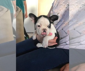 French Bulldog Puppy for sale in VIRGINIA BCH, VA, USA