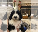Small #13 Aussiedoodle-Poodle (Standard) Mix