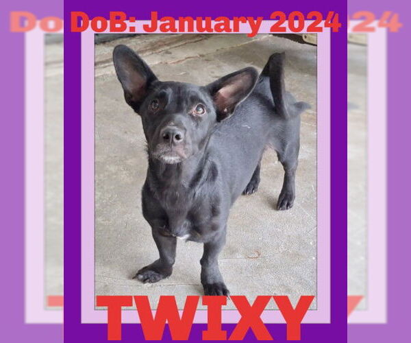 Medium Photo #12 Chiweenie Puppy For Sale in Sebec, ME, USA