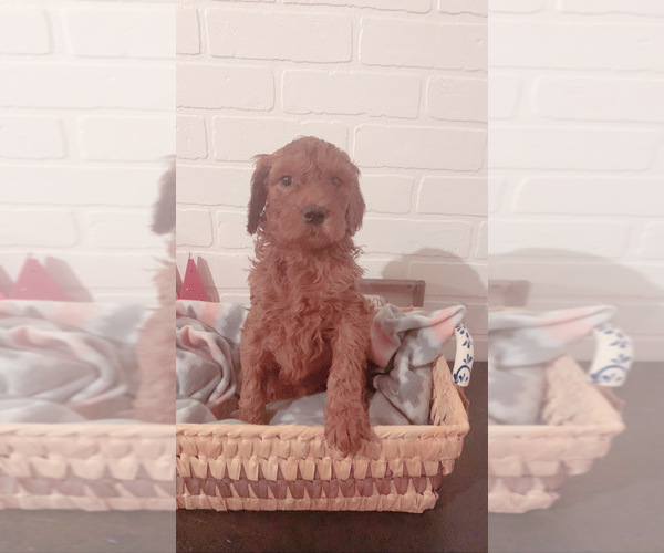 Medium Photo #2 Goldendoodle Puppy For Sale in GIRARD, OH, USA