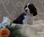 Small #2 English Springer Spaniel