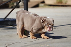 Small Photo #22 English Bulldog Puppy For Sale in LOS ANGELES, CA, USA