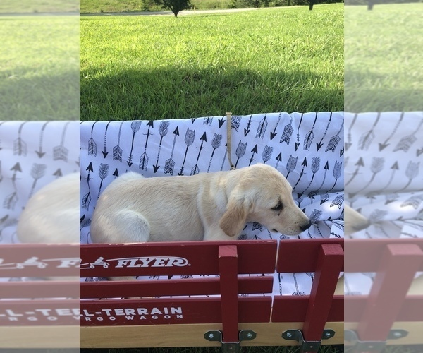 Medium Photo #8 Golden Retriever Puppy For Sale in AUSTIN, KY, USA