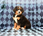 Small Photo #63 Bernese Mountain Dog Puppy For Sale in HARRISONBURG, VA, USA