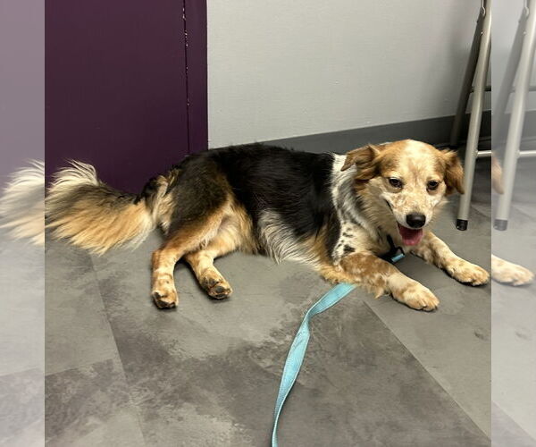 Medium Photo #3 Pembroke Welsh Corgi-Unknown Mix Puppy For Sale in Batavia, OH, USA
