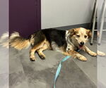 Small #2 Pembroke Welsh Corgi Mix