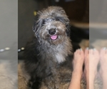 David - Male Bernedoodle (Miniature) (+ Poodle Miniature) Puppy for Sale - Photo #3