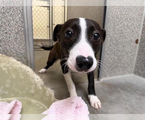 Medium Photo #1 Border Collie-Unknown Mix Puppy For Sale in Santa Rosa, CA, USA