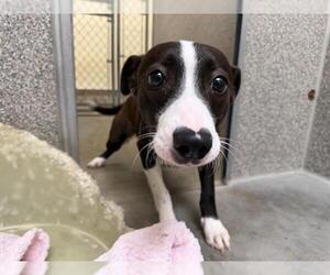 Border Collie-Unknown Mix Dogs for adoption in Santa Rosa, CA, USA