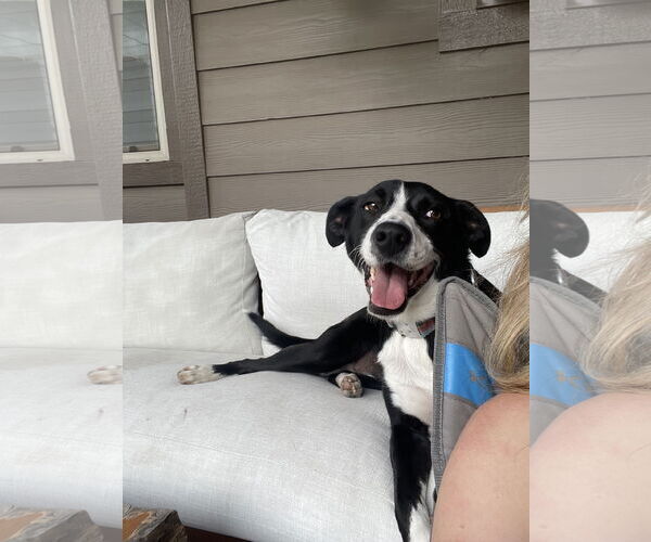 Medium Photo #1 Border Collie-Unknown Mix Puppy For Sale in Aurora, CO, USA