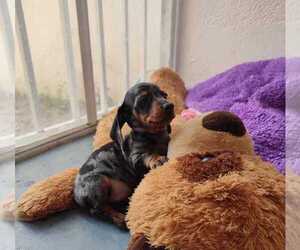 Dachshund Dog for Adoption in CHULA VISTA, California USA