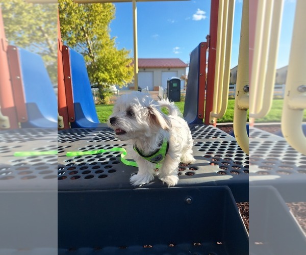 Medium Photo #2 Maltese Puppy For Sale in BEAR RIVER, WY, USA