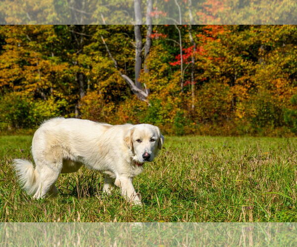 Medium Photo #2 Great Pyrenees Puppy For Sale in Croydon, NH, USA