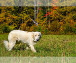 Small #1 Great Pyrenees