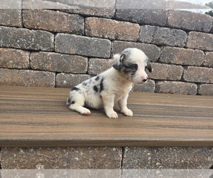 American Corgi Puppy for sale in CARLYLE, IL, USA