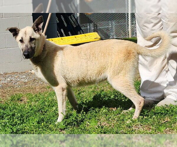 Medium Photo #3 Mutt Puppy For Sale in Wetumpka, AL, USA