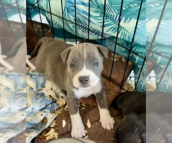 Medium Photo #5 American Pit Bull Terrier-Chinese Shar-Pei Mix Puppy For Sale in KANSAS CITY, MO, USA