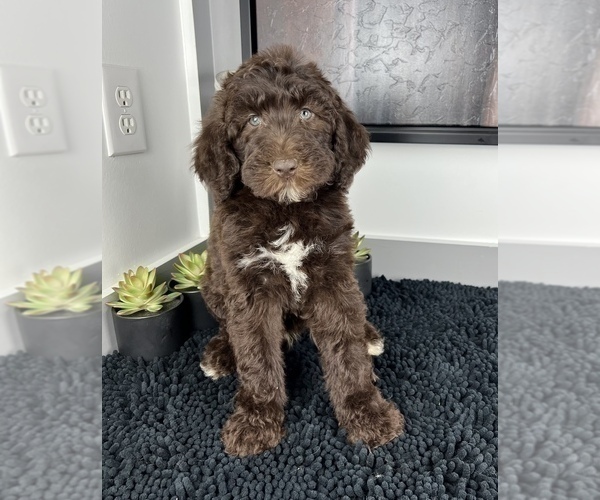 Medium Photo #1 Miniature Labradoodle Puppy For Sale in FRANKLIN, IN, USA