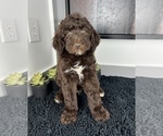 Small Photo #1 Miniature Labradoodle Puppy For Sale in FRANKLIN, IN, USA