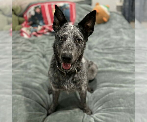 Medium Photo #4 Mutt Puppy For Sale in Canton, CT, USA