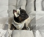 Small French Bulldog