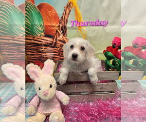 Lhasa Apso-Unknown Mix Dogs for adoption in Modesto, CA, USA