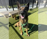 Small #7 German Shepherd Dog Mix