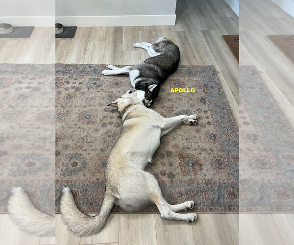 Medium Photo #2 - Mix Puppy For Sale in Woodland Hills, CA, USA