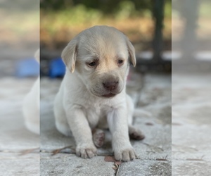 Labrador Retriever Puppy for sale in SAN ANTONIO, FL, USA